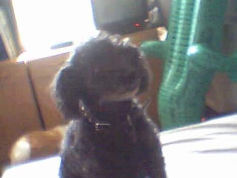 Dværgpuddel Krølle ((Død)) - ´Må jeg ik godt få lidt mad?´ *Hundeøjnene* billede 6