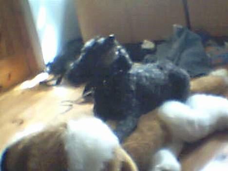 Dværgpuddel Krølle ((Død)) - ´Giv mig det mad! Jeg er sulten !´ billede 7