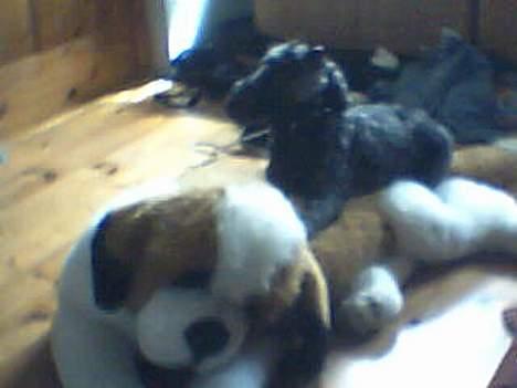 Dværgpuddel Krølle ((Død)) - ´Giv mig det så! Jeg får snart hold i nakken! billede 8