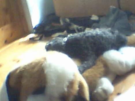 Dværgpuddel Krølle ((Død)) - ´Nøøij hvor ligger man godt på den her bamse´ *Snoork* billede 9