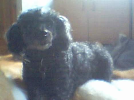 Dværgpuddel Krølle ((Død)) - ´Se hvor fint jeg ligger´ billede 10