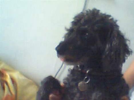 Dværgpuddel Krølle ((Død)) - ´Giv mig det mad ! Jeg er såååååå sulten!!´ billede 11