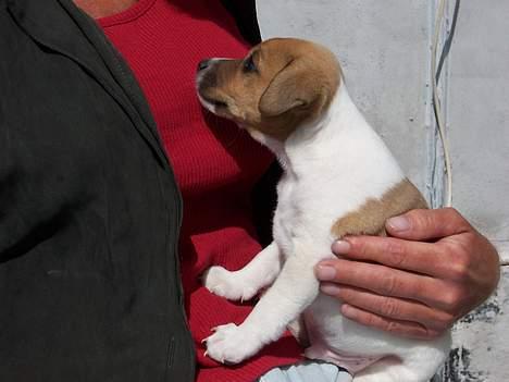 Dansk svensk gaardhund Ike - Heeey billede 1