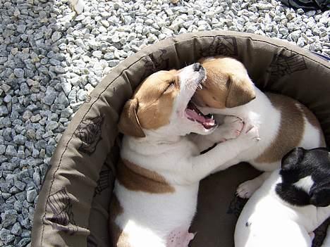 Dansk svensk gaardhund Ike - "Haha jeg driller mine søskende, og de voksne ved det ikk"  Da Han var 6 uger billede 2