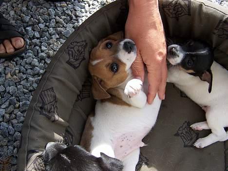 Dansk svensk gaardhund Ike - Det var ikk mig der drillede!!  Øv altså !  Da han var 6 uger billede 3