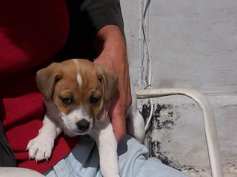 Dansk svensk gaardhund Ike - Så så man li mig :D billede 4