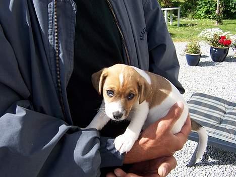 Dansk svensk gaardhund Ike - Damn jeg er go til at lave det blik ;) billede 5