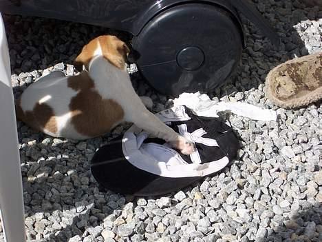 Dansk svensk gaardhund Ike - Syns ikk i ska tag flere billeder af mig nu...vil sove i min kasket nu... billede 6