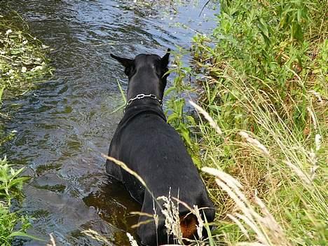 Dobermann Nashville Boy billede 8