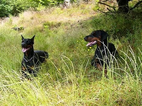 Dobermann Nashville Boy billede 9