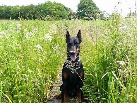 Dobermann Nashville Boy billede 10