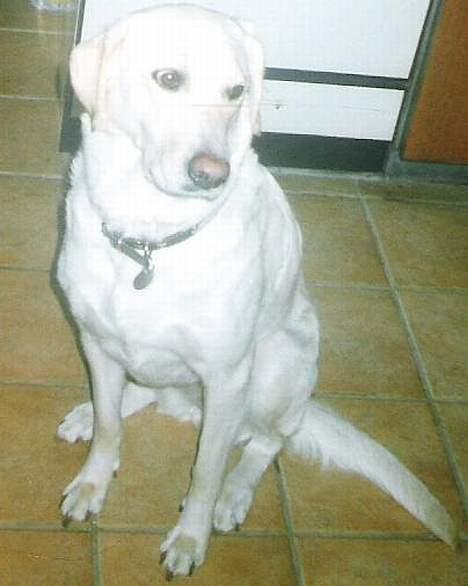 Labrador retriever Bella, billede 2