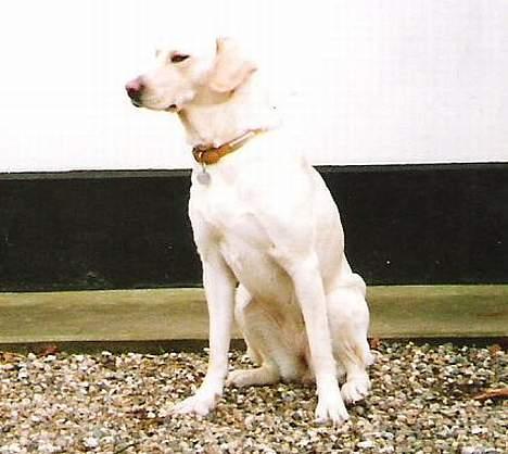 Labrador retriever Bella, billede 3