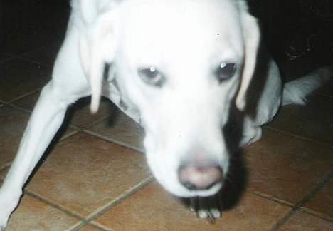 Labrador retriever Bella, billede 4