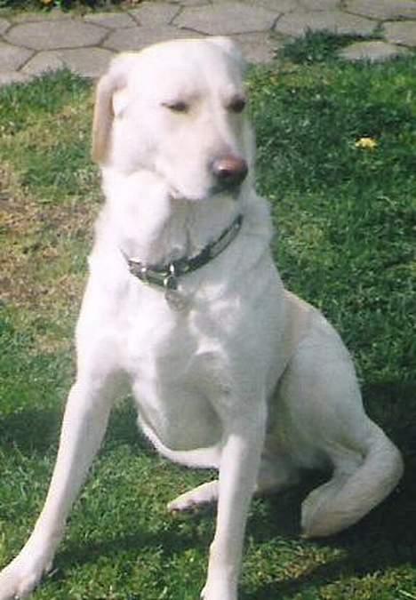 Labrador retriever Bella, billede 5