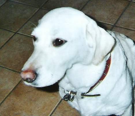 Labrador retriever Bella, billede 6