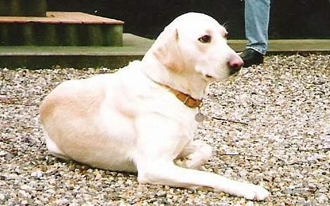 Labrador retriever Bella, billede 7