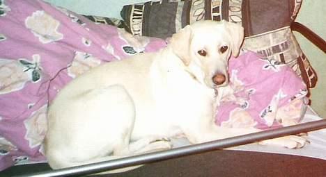 Labrador retriever Bella, billede 8