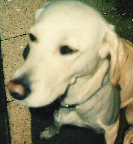 Labrador retriever Bella, billede 9
