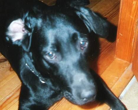 Labrador retriever Bølle - ´Behøver du virkelig ta et billed når jeg ser så dum ud? ´ billede 1