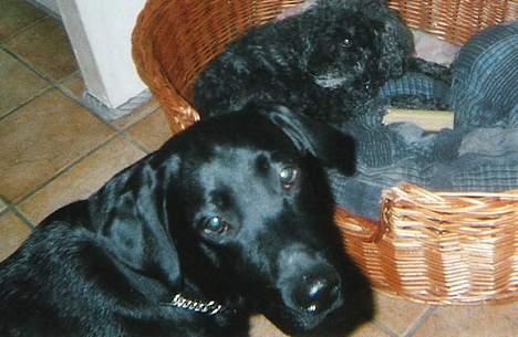 Labrador retriever Bølle - ´Du ska altså ik ta billeder af Krølle ! Jeg  er da meget pænere ! ´ billede 2