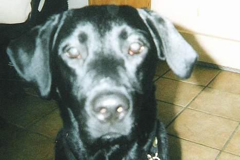 Labrador retriever Bølle - ´hva laver du med den ting der ? ´ billede 3