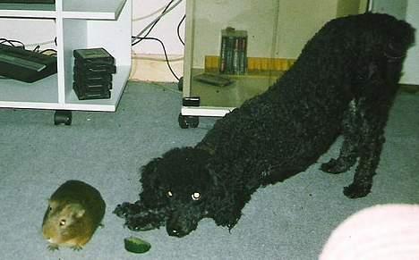 Dværgpuddel Krølle ((Død)) - Krølle som yngre;:b billede 13