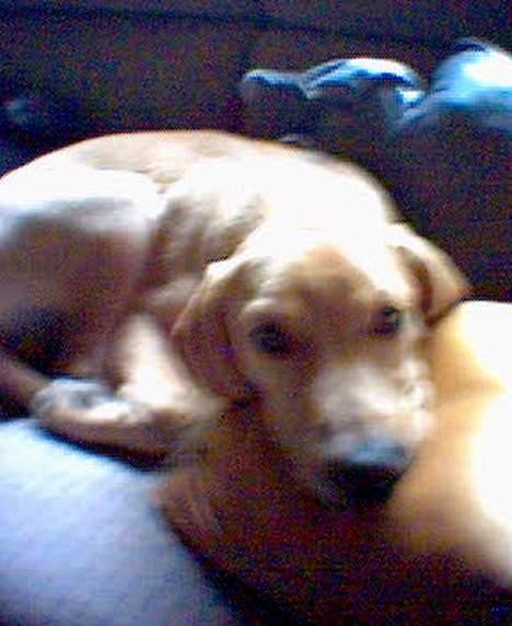 Labrador retriever Felix billede 2