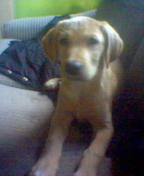 Labrador retriever Felix billede 3