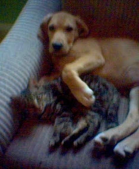 Labrador retriever Felix - Han har asolut intet i mod vores katte =) billede 4