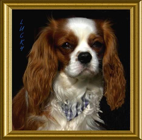 Cavalier king charles spaniel Lucky (i hundehimlen) billede 8