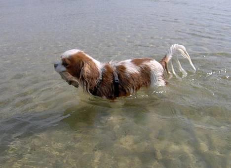 Cavalier king charles spaniel Lucky (i hundehimlen) billede 9