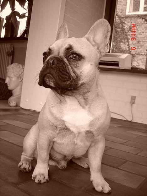 Fransk bulldog Albert (Himmelhund) billede 7