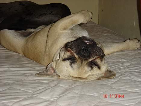 Fransk bulldog Albert (Himmelhund) billede 8