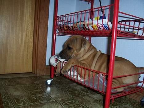 Staffordshire bull terrier Bella - Hov her er lige plads til mig. billede 8