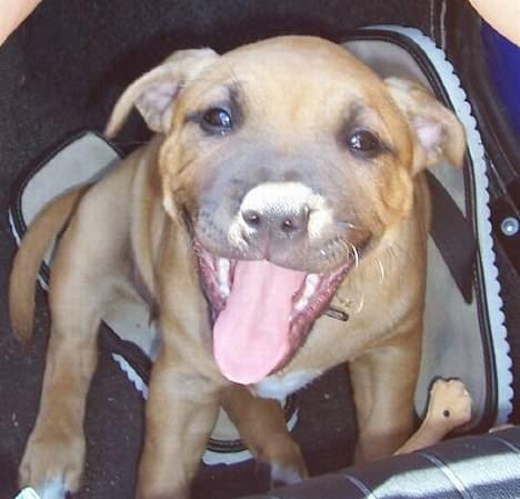 Staffordshire bull terrier Bella - Nu ligner jeg snart en rigtig lille staff ;o) billede 9