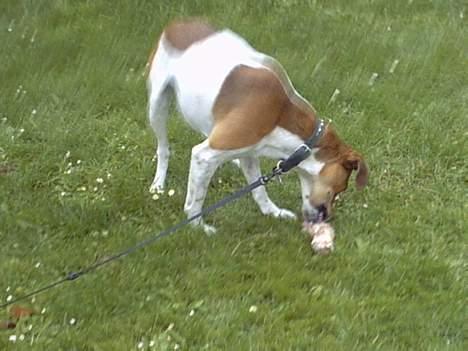 Blanding af racer bølle. billede 4