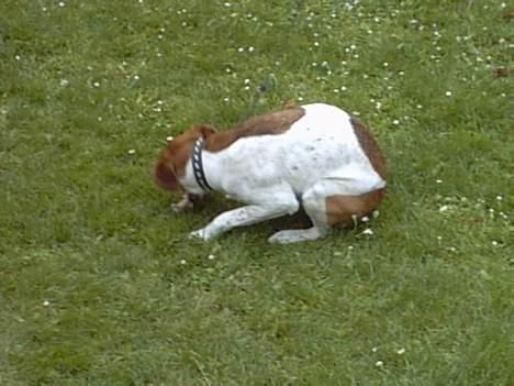 Blanding af racer bølle. billede 5