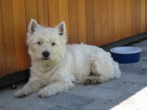 West highland white terrier Maxx - Maxx ligger og nyder en dejlig sommerdag under vores pool billede 8