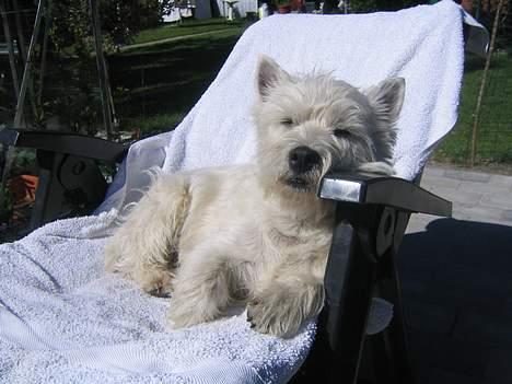 West highland white terrier Maxx - Fik jeg nævnt at Maxx er en rigtig livsnyder ;-) billede 9