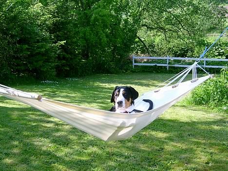 Grosser schweizer sennenhund Bella billede 10