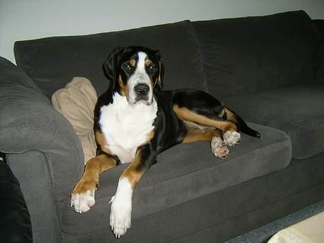 Grosser schweizer sennenhund Bella billede 11