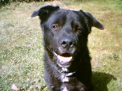 Blanding af racer Tazman - Tazman - altid glad. :-) billede 3