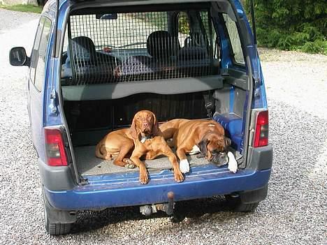 Boxer Viktor *død* - Altid et godt tilflugts sted..... så stikker de da ikke af uden os. billede 11