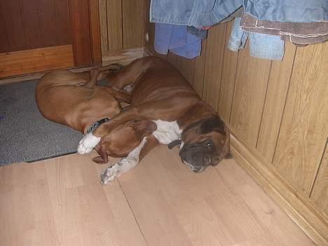 Boxer Viktor *død* - Han får sgu lige en tår "farpat" billede 12