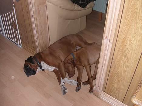 Boxer Viktor *død* - Hvorfor er det altid bedst at ligge lige i døren? billede 13