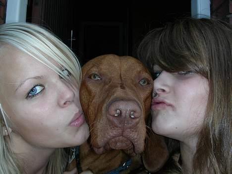 Vizsla Spike 15/9 - ja... så flot en fyr er jeg. billede 11