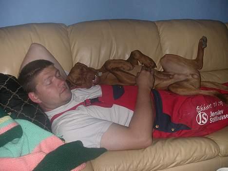 Vizsla Spike 15/9 - selv om man snart er stor, skal man da stadig op og ligge. billede 12