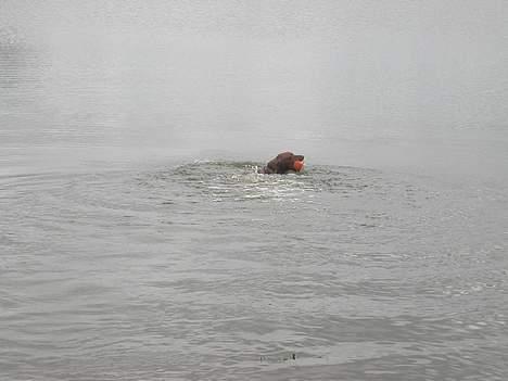 Vizsla Spike 15/9 - til vores hunde fødsels dag... skulle lige vise hvad jeg kan. billede 13