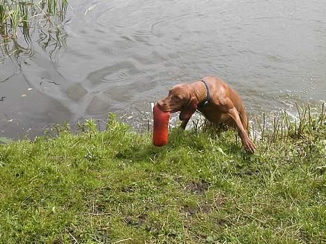 Vizsla Spike 15/9 - Ja. det er rart at få lov til at lege i vand. billede 14